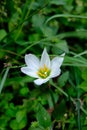 Zephyranthes candida, also know as autumn zephyrlily, white windflower, white rain lily, and Peruvian swamp lily. Royalty Free Stock Photo