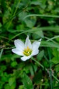 Zephyranthes candida, also know as autumn zephyrlily, white windflower, white rain lily, and Peruvian swamp lily. Royalty Free Stock Photo