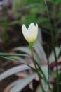 Zephyranthes candida / Amaryllidoideae