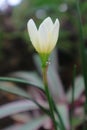 Zephyranthes candida / Amaryllidoideae