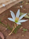 Zephyranthes candida or autumn zephyrlily or white windflower or white rain lily or Peruvian swamp lily or rain lily jarum Royalty Free Stock Photo