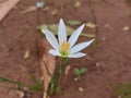 Zephyranthes candida or autumn zephyrlily or white windflower or white rain lily or Peruvian swamp lily or rain lily jarum