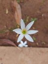 Zephyranthes candida or autumn zephyrlily or white windflower or white rain lily or Peruvian swamp lily or rain lily jarum Royalty Free Stock Photo