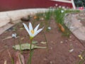 Zephyranthes candida or autumn zephyrlily or white windflower or white rain lily or Peruvian swamp lily or rain lily jarum Royalty Free Stock Photo