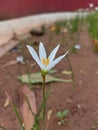 Zephyranthes candida or autumn zephyrlily or white windflower or white rain lily or Peruvian swamp lily or rain lily jarum