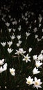 Zephyranthes candida awesome flower night time image cute and beautiful looking Royalty Free Stock Photo