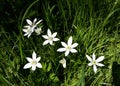 Close up of White Rain Lily, Zephyranthes Candida flowers. Royalty Free Stock Photo