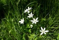 Close up of White Rain Lily, Zephyranthes Candida flowers. Royalty Free Stock Photo