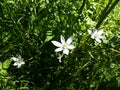 Close up of White Rain Lily, Zephyranthes Candida flowers. Royalty Free Stock Photo