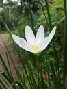 Zephyranthes candida, with common names that include autumn zephyrlily, white windflower, white rain lily, and Peruvian swamp Royalty Free Stock Photo