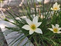 beautiful white rain lily flower is blossom in the garden Royalty Free Stock Photo