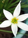 Zephyranthes candida