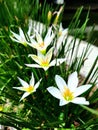 Zephyranthes candida