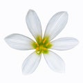 Zephyranthes candida