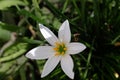 The Zephyranthes candida flower