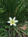 The Zephyranthes candida. Flowers appear after the rainy season  this is why it gets the nickname of rain lilies Royalty Free Stock Photo