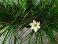 White rain lily (Zephyranthes candida) in the garden Royalty Free Stock Photo