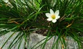 Zephyranthes candida in the garden. common names that is white rain lily Royalty Free Stock Photo