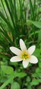 Zephyranthes Candida in a garden