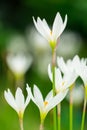 Zephyranthes candida Herb Royalty Free Stock Photo
