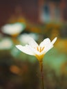 Zephyranthes candida