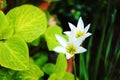 White rain lily, white zephyr lily, Zephyranthes candida Royalty Free Stock Photo