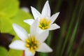 White rain lily, white zephyr lily, Zephyranthes candida Royalty Free Stock Photo