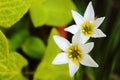 White rain lily, white zephyr lily, Zephyranthes candida Royalty Free Stock Photo