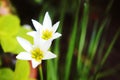 White rain lily, white zephyr lily, Zephyranthes candida Royalty Free Stock Photo