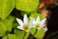 White rain lily, white zephyr lily, Zephyranthes candida Royalty Free Stock Photo