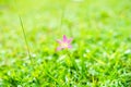 Zephyranthes carinata, commonly known as rosepink zephyr lily or pink rain lily Royalty Free Stock Photo