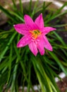Zephyranthes carinata, commonly known as the rosepink zephyr lily or referred to as an eternal flower