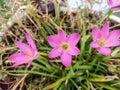 Zephyranthes carinata, the rosepink zephyr lily or pink rain lily, is a perennial flowering plant a beauty of nature Royalty Free Stock Photo