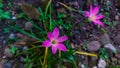 Zephyranthes carinata or rosepink zephyr lily Royalty Free Stock Photo