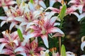 Zephyranthes flower. Common names for species in this genus include fairy lily, rainflower, zephyr lily, magic lily, Atamasco lily Royalty Free Stock Photo