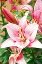 Zephyranthes flower. Common names for species in this genus include fairy lily, rainflower, zephyr , magic , Atamasco , and rain Royalty Free Stock Photo
