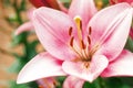 Zephyranthes flower. Common names for species in this genus include fairy lily, rainflower, zephyr , magic , Atamasco , and rain Royalty Free Stock Photo