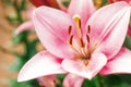 Zephyranthes flower. Common names for species in this genus include fairy lily, rainflower, zephyr , magic , Atamasco , and rain Royalty Free Stock Photo