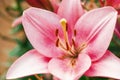 Zephyranthes flower. Common names for species in this genus include fairy lily, rainflower, zephyr , magic , Atamasco , and rain Royalty Free Stock Photo