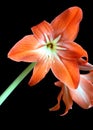 Zephyranthes flower isolated on black closeup