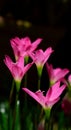 Zephyranthes Flowers Royalty Free Stock Photo