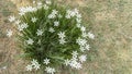 Zephyranthes flowers. Close-up. View from above.