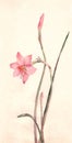 Zephyranthes flowers watercolor painting Royalty Free Stock Photo