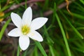 Zephyranthes grandiflora