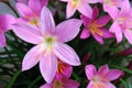 Zephyranthes grandiflora