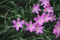 Zephyranthes grandiflora flowers top view Royalty Free Stock Photo