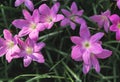 Zephyranthes grandiflora flowers top view Royalty Free Stock Photo