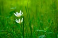 Zephyranthes grandiflora Lindl flower