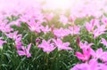 Zephyranthes grandiflora pink flowers or Fairy Lily