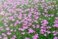 Zephyranthes grandiflora pink flowers or Fairy Lily Royalty Free Stock Photo